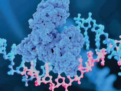 The Role and Challenges of Plasma Protein Binding in Oligonucleotide ...