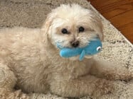 The Dog Days of Summer