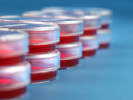 Pharmaceutical Microbiology Testing Services / Microbial Testing Services